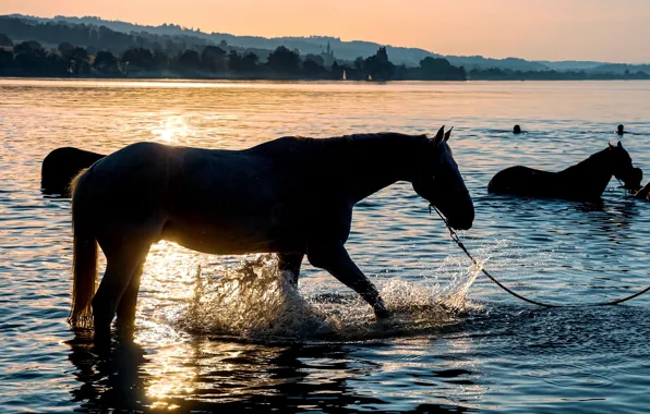 Summer, sunset, horses, the evening, horse, bathing, silhouettes, pond