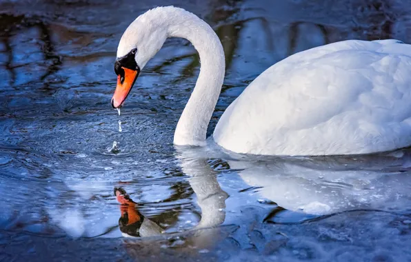 Water, reflection, bird, Swan, neck