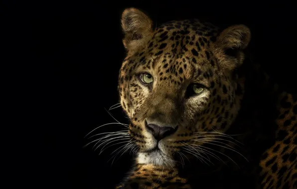 Eyes, look, face, light, darkness, portrait, shadow, leopard