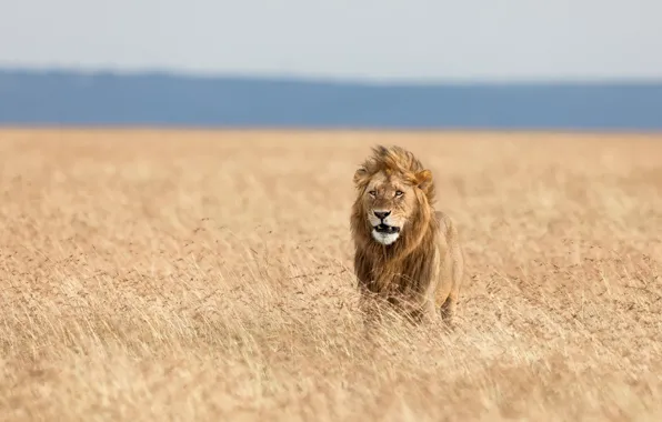 Grass, Leo, the king of beasts, Savannah, wild cat