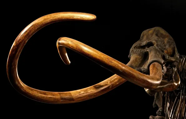 Picture skeleton, Museum, mammoth, tusks