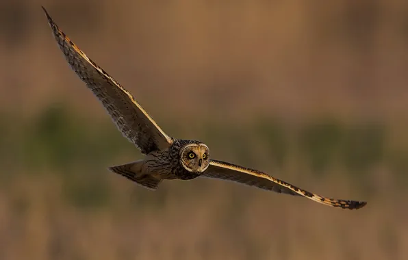 Picture flight, owl, bird, wings