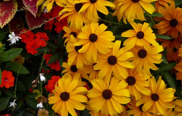 Garden, suns, Rudbeckia