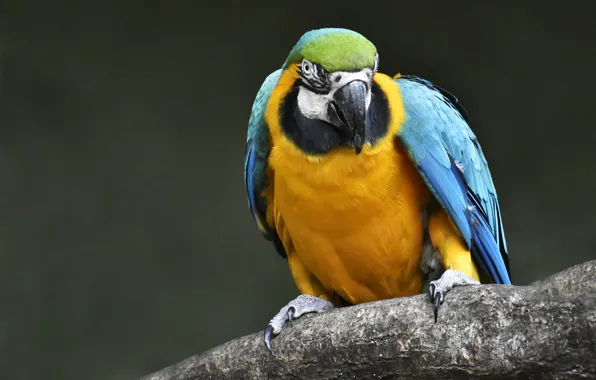 Bird, parrot, Blue-and-yellow macaw