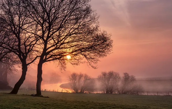 Picture trees, fog, river, dawn, morning, Germany, meadow, Germany