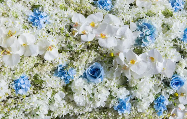 Flowers, white, Orchid, blue, flowers, orchid, wedding