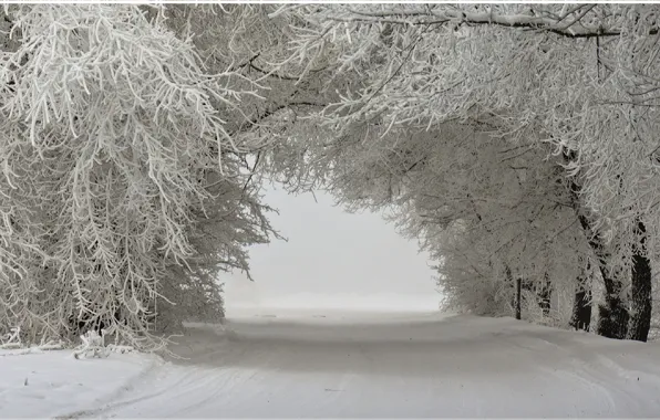 Snow, trees, landscape, trees in the snow, Winter landscape, winter., snow-covered road