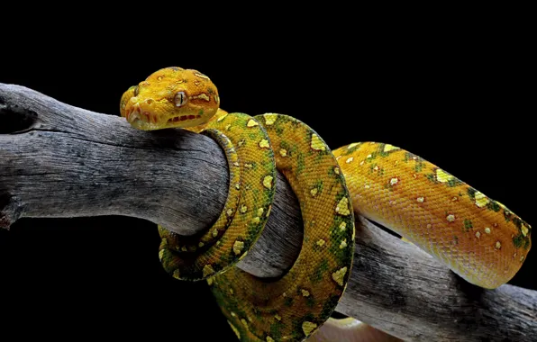 Snake, Python, log, black background, yellow