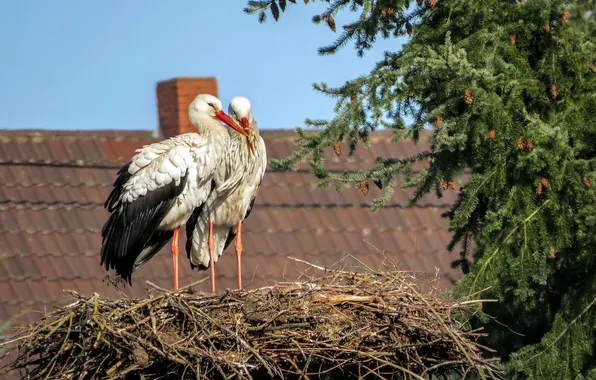 Picture house, socket, storks