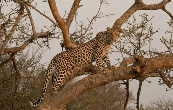 Picture predator, leopard, grace, Africa, wild cat, on the tree