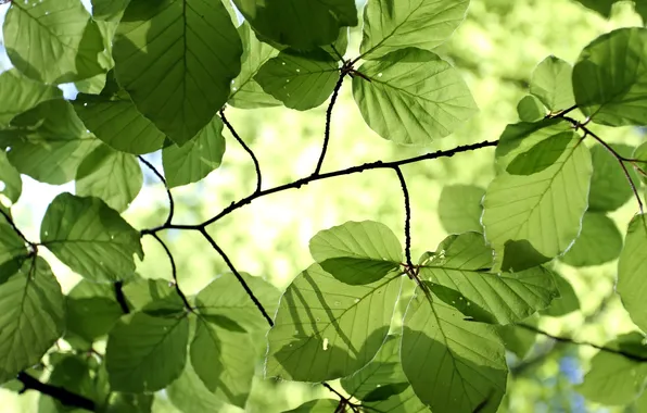 Leaves, macro, nature