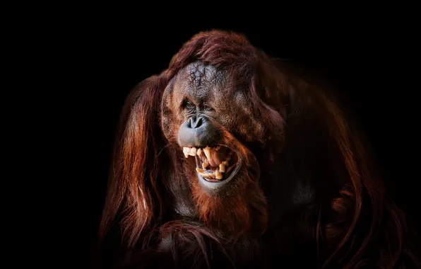 Picture Smile, Face, Ape, Orangutan