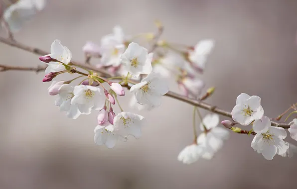 Flowers, branches, cherry