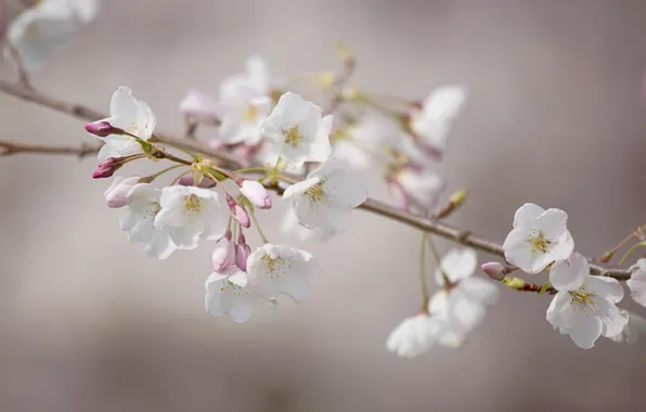 Picture flowers, cherry, branch