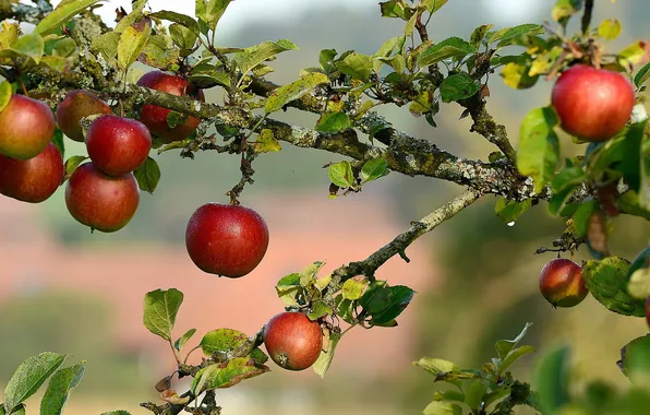 Nature, apples, garden