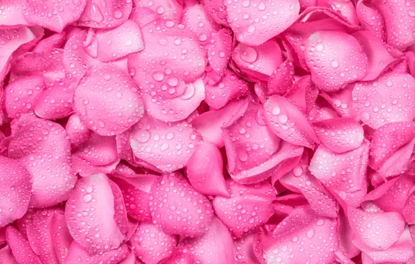 Drops, background, roses, petals, pink, fresh, texture, pink
