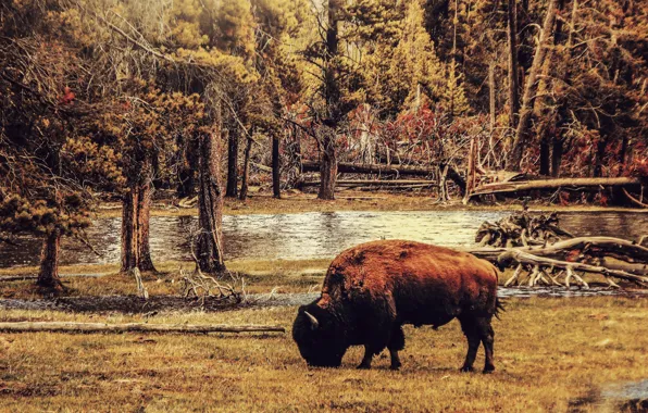 Picture big, usa, animal, buffalo, bison