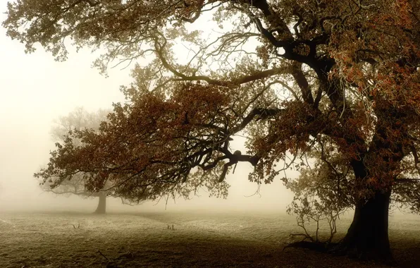Field, trees, fog