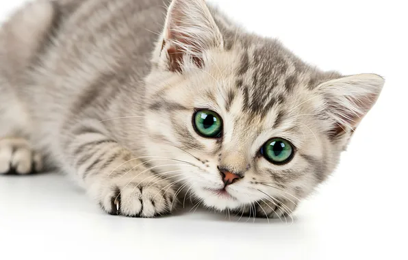 Cat, look, pose, kitty, grey, legs, baby, white background