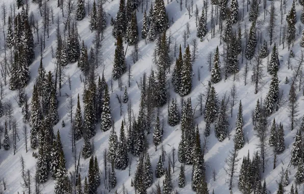 Picture winter, snow, spruce, slope, Canada, Yoho national Park