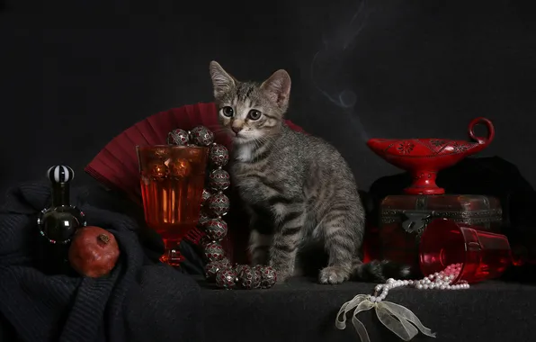Cat, look, decoration, pose, the dark background, kitty, grey, smoke