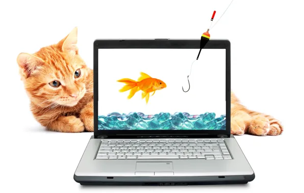 Cat, water, red, goldfish, laptop, rod, hook