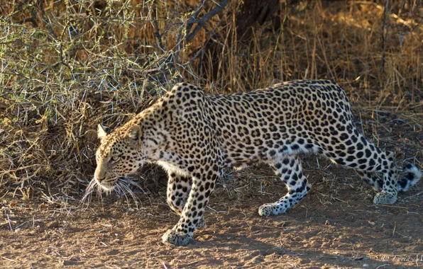 Nature, leopard, sneaks