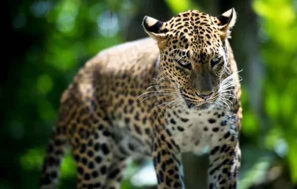 Picture beast, Leopard, Singapore Zoo