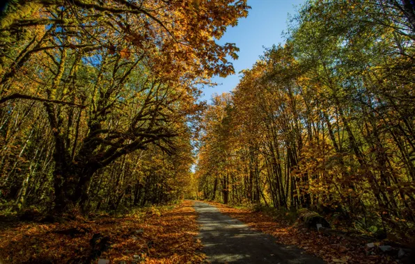 Picture autumn, forest, leaves, the sun, trees, yellow, Park, track
