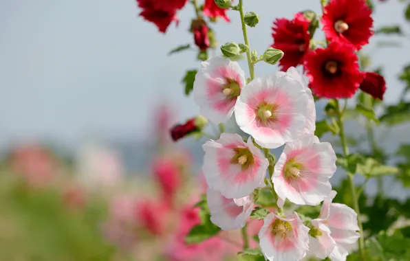 Macro, bokeh, mallow