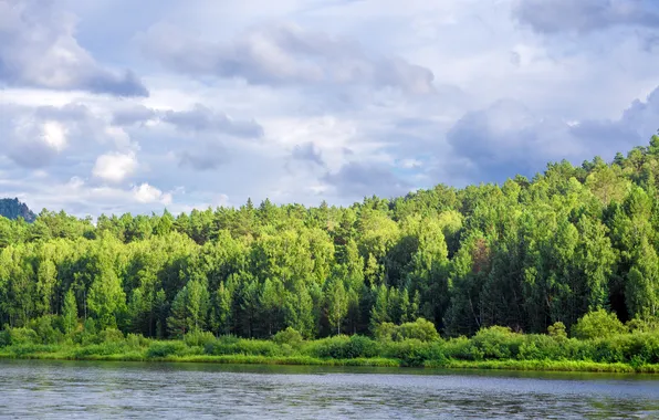 Picture forest, river, sky, nature
