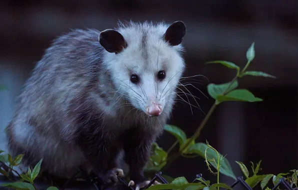 Opossum Peeking out of a Hollow Log (1) Graphic by Meow.Backgrounds ·  Creative Fabrica