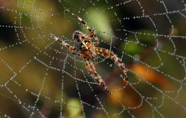 Picture Rosa, web, Spider, insect