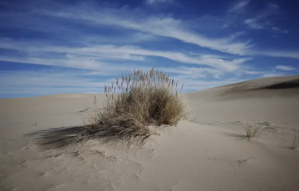 The sky, Sand, Bush