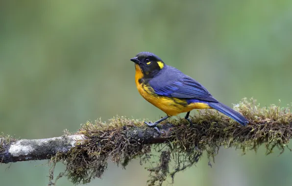 Picture nature, bird, Weeping mountain tanager