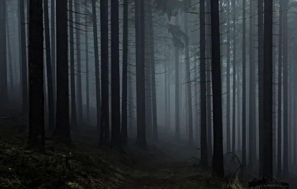 Forest, trees, nature, fog, Rita Eberle-Wessner