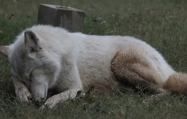 Picture nature, predator, animal, wolf, sleeping, wildlife, Canis lupus., portrait.
