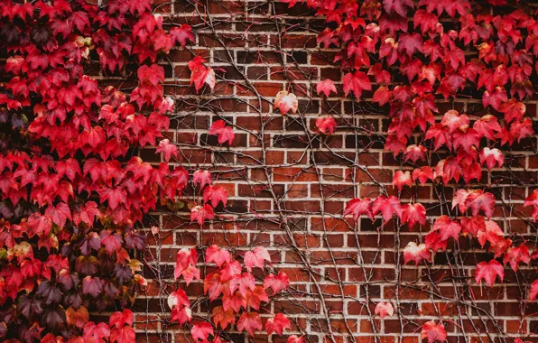 Picture wall, plant, red leaves