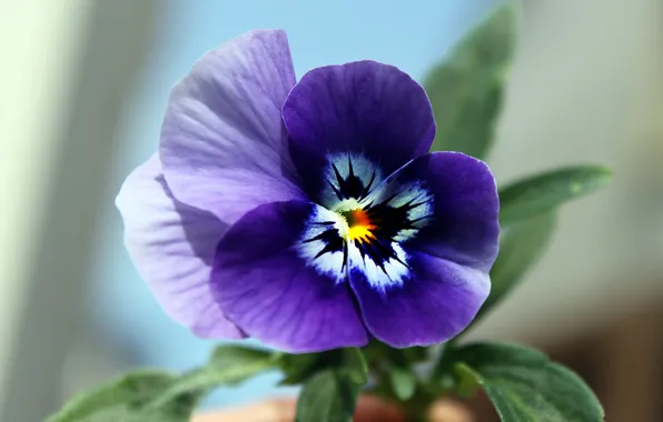 Flower, leaves, macro, Pansy, lilac, purple, viola