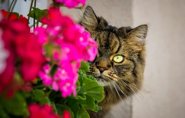 Picture cat, eyes, cat, look, face, flowers, grey, wall