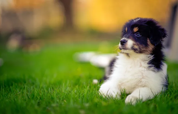 Dog, puppy, Australian shepherd, Aussie