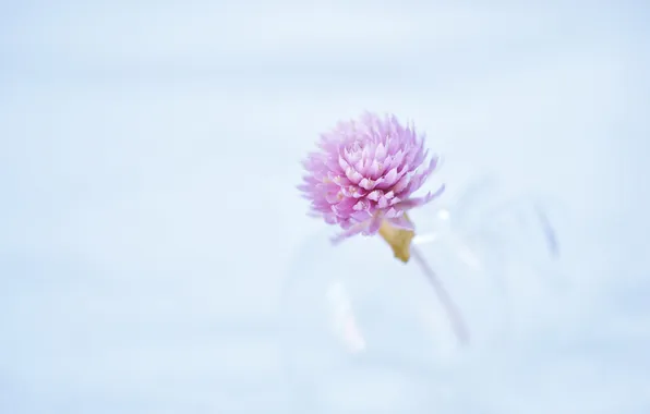 Flower, nature, background
