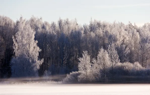 Winter, frost, forest, light, snow, morning