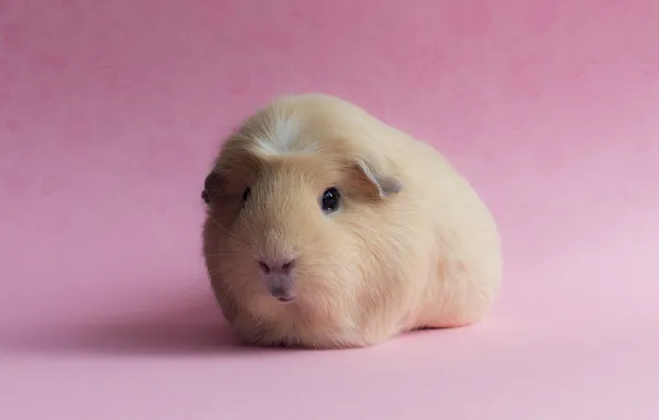 Picture background, pink, Guinea pig