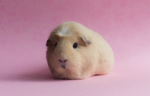 Background, pink, Guinea pig