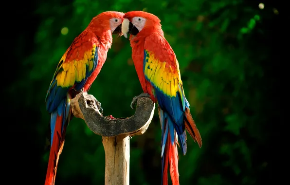 Bright, parrots, colorful, perch