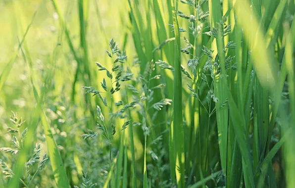 Summer, grass, leaves