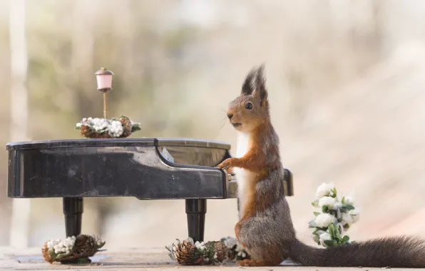 Flowers, music, the game, roses, piano, protein, concert, piano