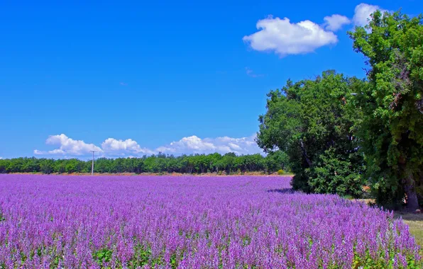 Road, field, trees, flowers, France, meadow, lavender, plantation