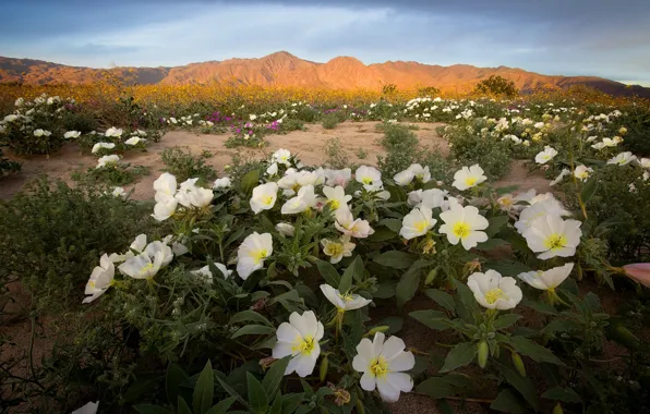 Sand, flowers, mountains, desert, meadow, white, flowering